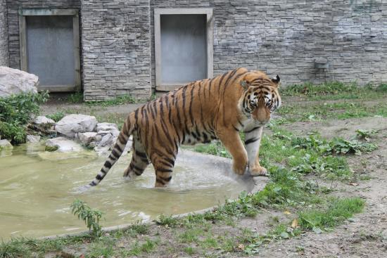 Parc zoologique de Cracovie